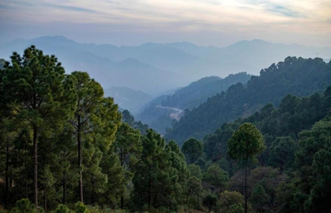 Mountain Mist Inn I Serviced Apt I Open Air Lawn & Rooftop I Bonfire I By Exotic Stays Kasauli Eksteriør billede